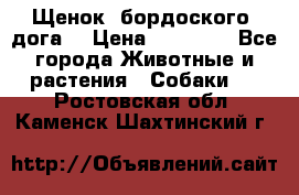 Щенок  бордоского  дога. › Цена ­ 60 000 - Все города Животные и растения » Собаки   . Ростовская обл.,Каменск-Шахтинский г.